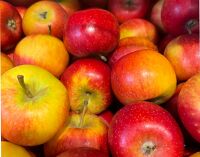 Pomme pirouette